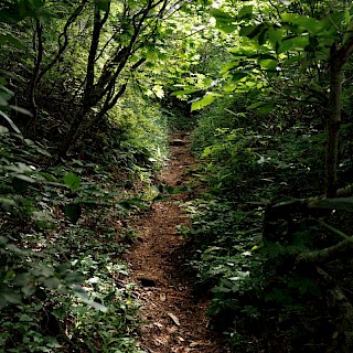 ヒョウモントカゲモドキ