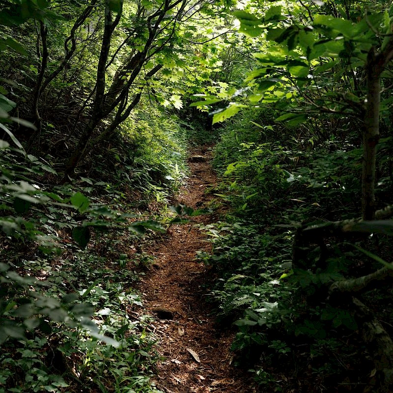 ヒョウモントカゲモドキ