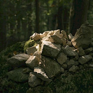 コーンスネーク