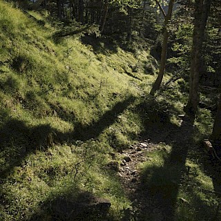 ブラジルレインボーボア