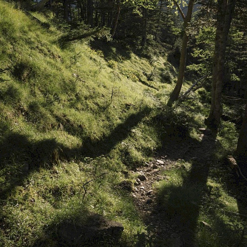 ブラジルレインボーボア