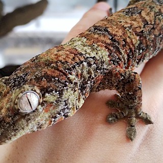 コーンスネーク