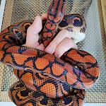 ブラジルレインボーボア