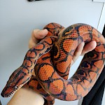 ブラジルレインボーボア