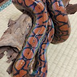 ブラジルレインボーボア