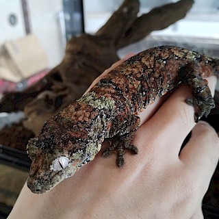 マモノミカドヤモリ