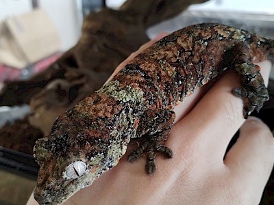 チャホウア_パイン1号