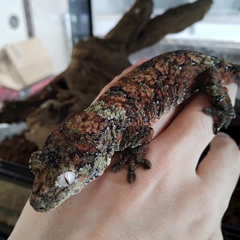 マモノミカドヤモリ